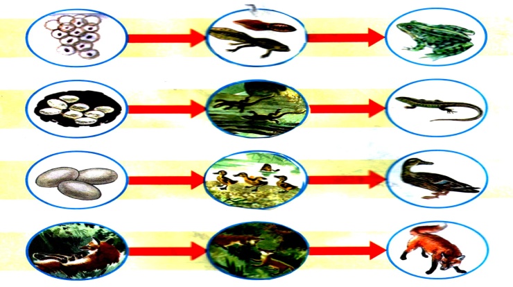 Конспект урока Размножение и развитие животных 3 класс