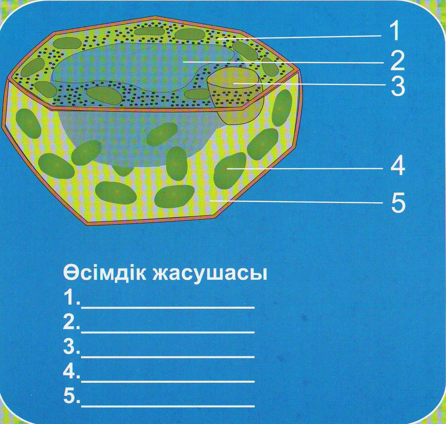 Тамақтану гигиенасы. Асқазан-ішек аураларның алдын алу