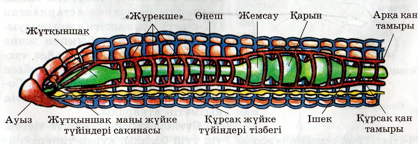 Тамақтану гигиенасы. Асқазан-ішек аураларның алдын алу