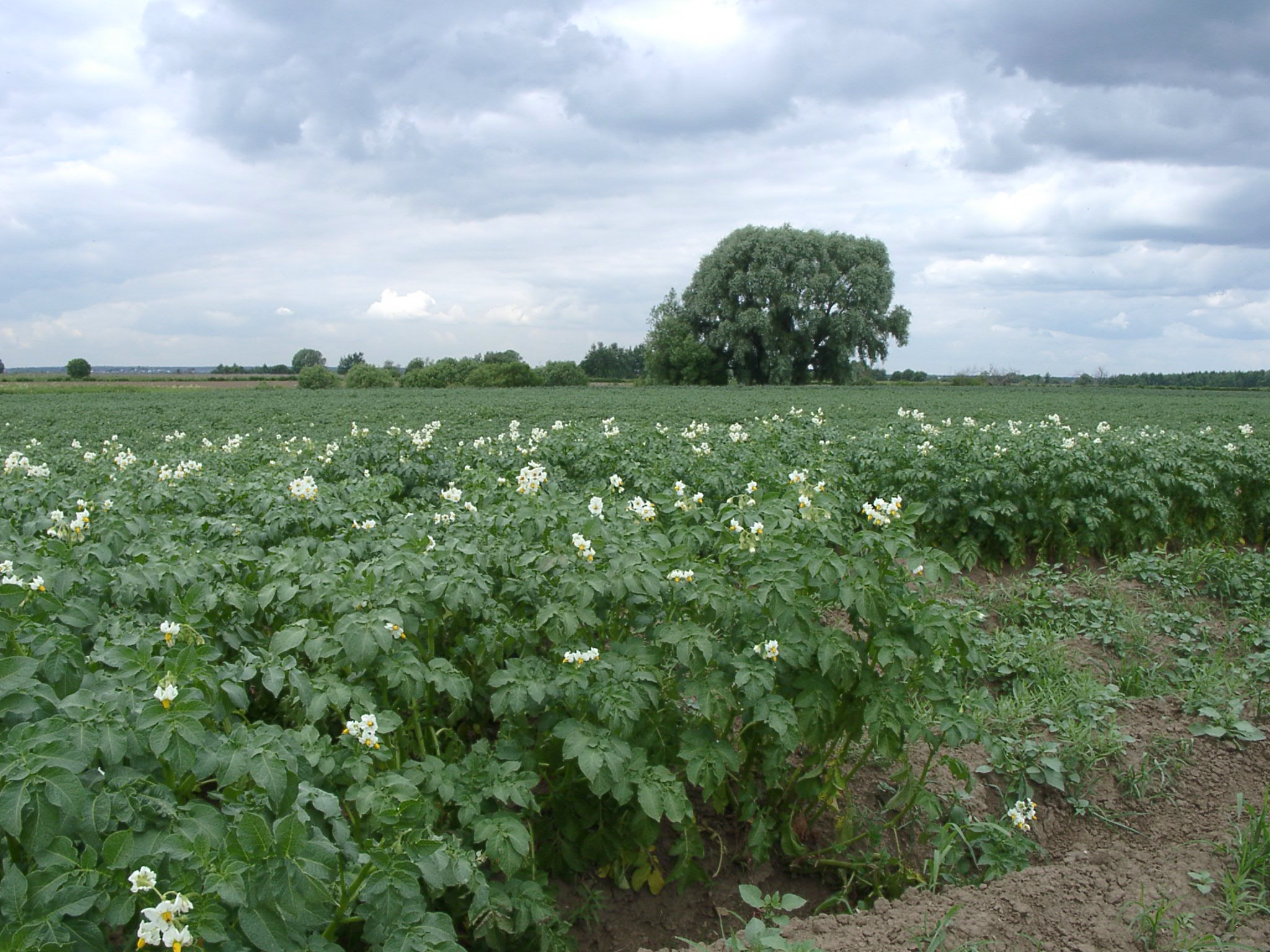 Картофельные поля в Ленинградской области
