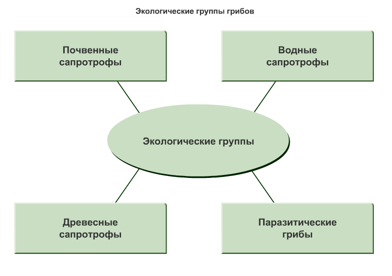 Методическая разработка урока по теме «Роль грибов в природе и жизни человека» 7 класс