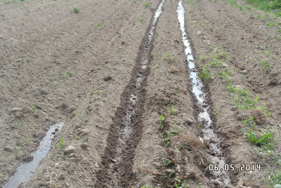 Проектно-исследовательская работа на тему Влияние жидких удобрений Изагри на рост и урожайность картофеля сорта COLOMBA