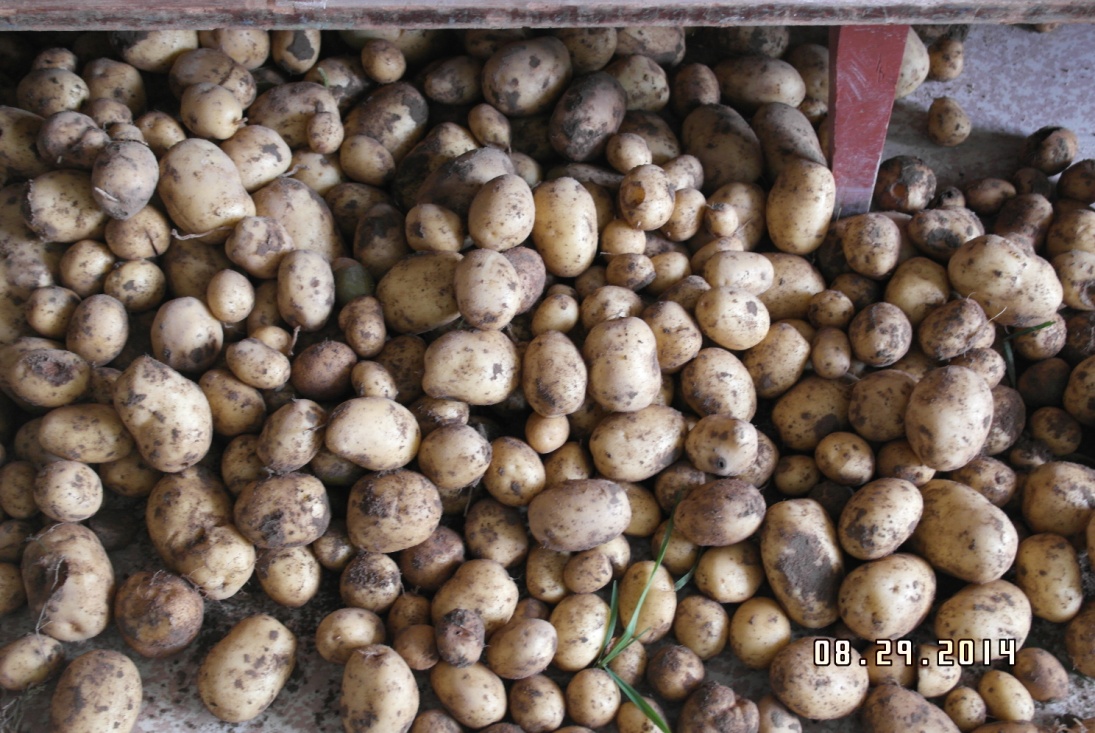 Проектно-исследовательская работа на тему Влияние жидких удобрений Изагри на рост и урожайность картофеля сорта COLOMBA