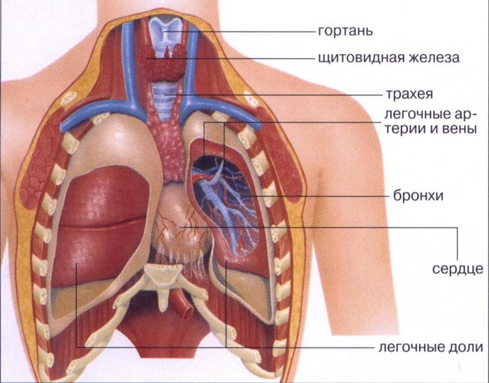 Методические указания по анатомии к практическому занятию для студентов по теме Оси, плоскости, условные линии тела человека.