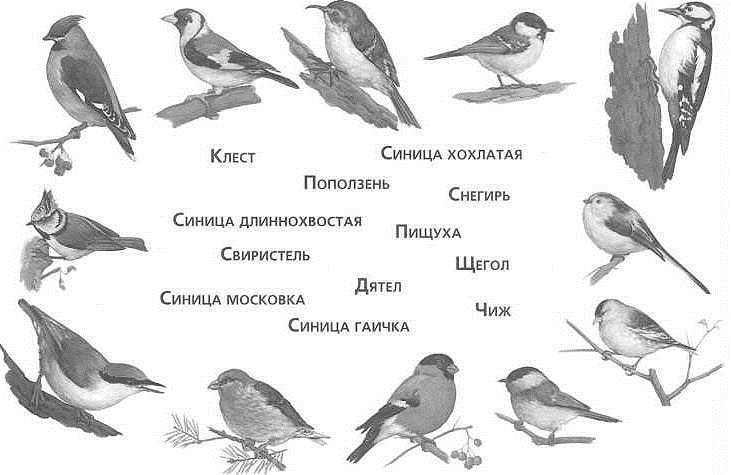 Викторина посвящённая Дню птиц