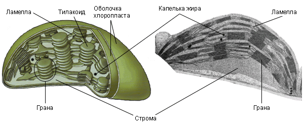 Тест по теме: Органоиды клетки (9 класс)