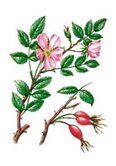 Тест по краеведению 6 класс Определение по гербарию растений Сахалинской области