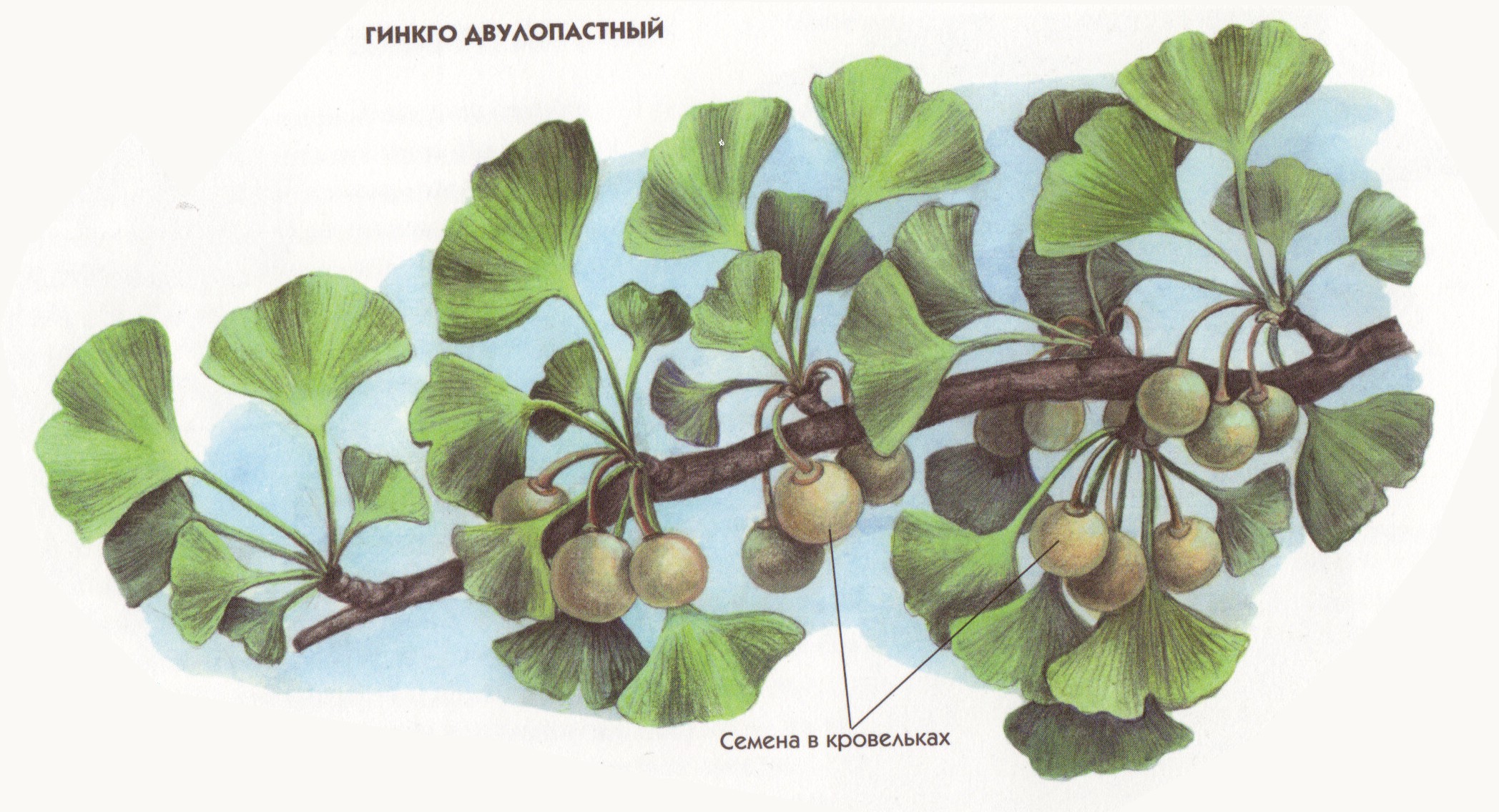 Презентация по окружающему миру