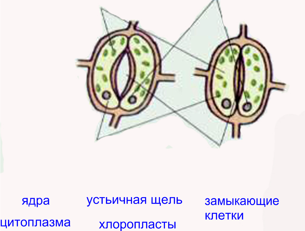 Конспект интегрированного урока биология физика на тему:Испарение (6 класс)