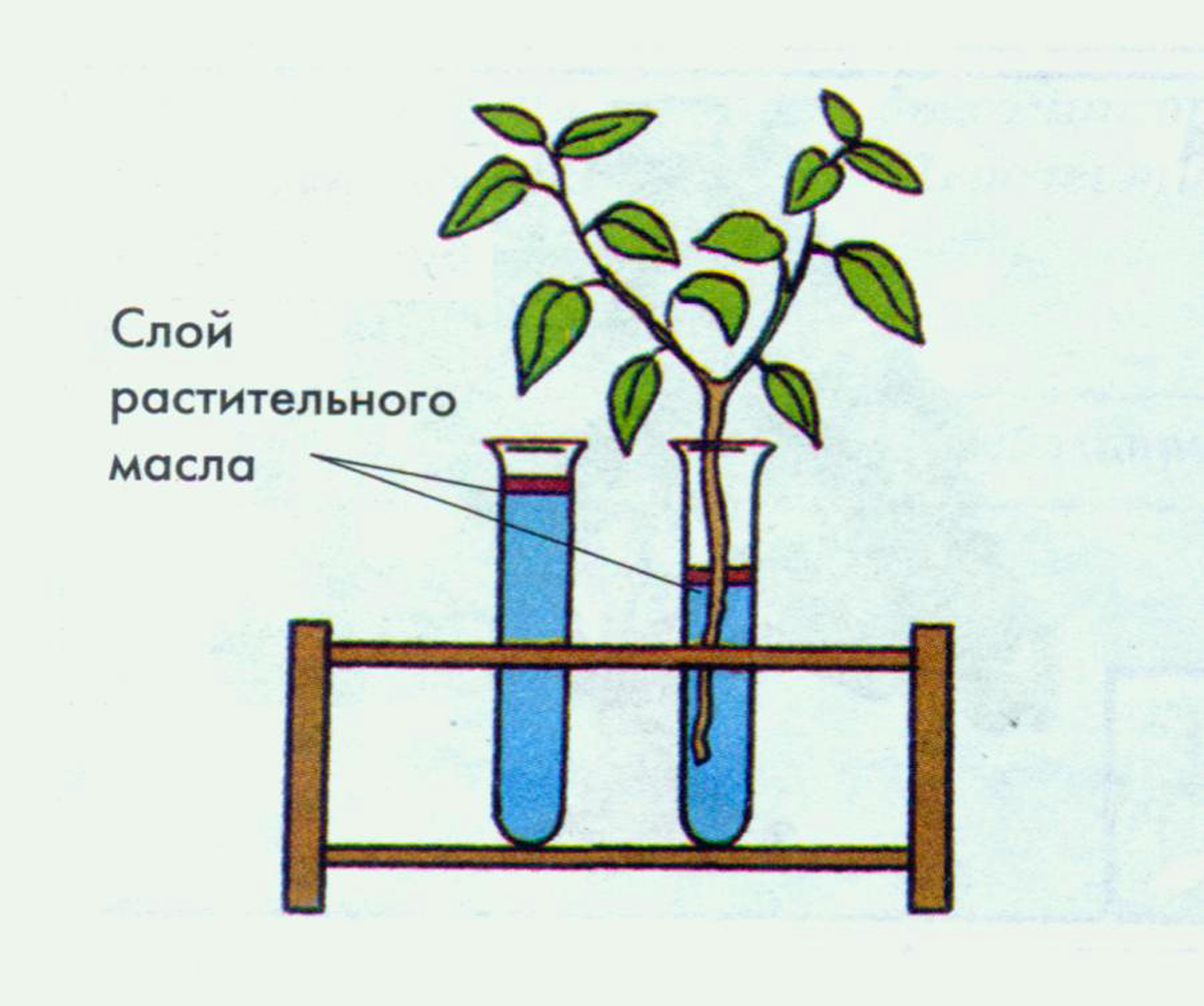 Экспериментатор проводил измерения различных участков корня. Опыт транспирация растений. Опыт доказывающий испарение воды растениями. Опыты испарение воды листьями растений. Эксперимент испарение воды листьями.