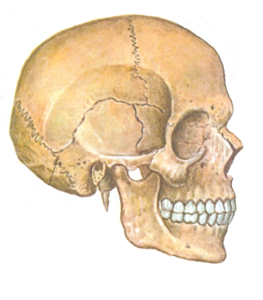 Скелет черепа биология. Скелет черепа человека биология 8 класс. Кости черепа человека 8 класс биология. Скелет черепа 8 класс биология. Биология 8 класс скелет костей черепа.