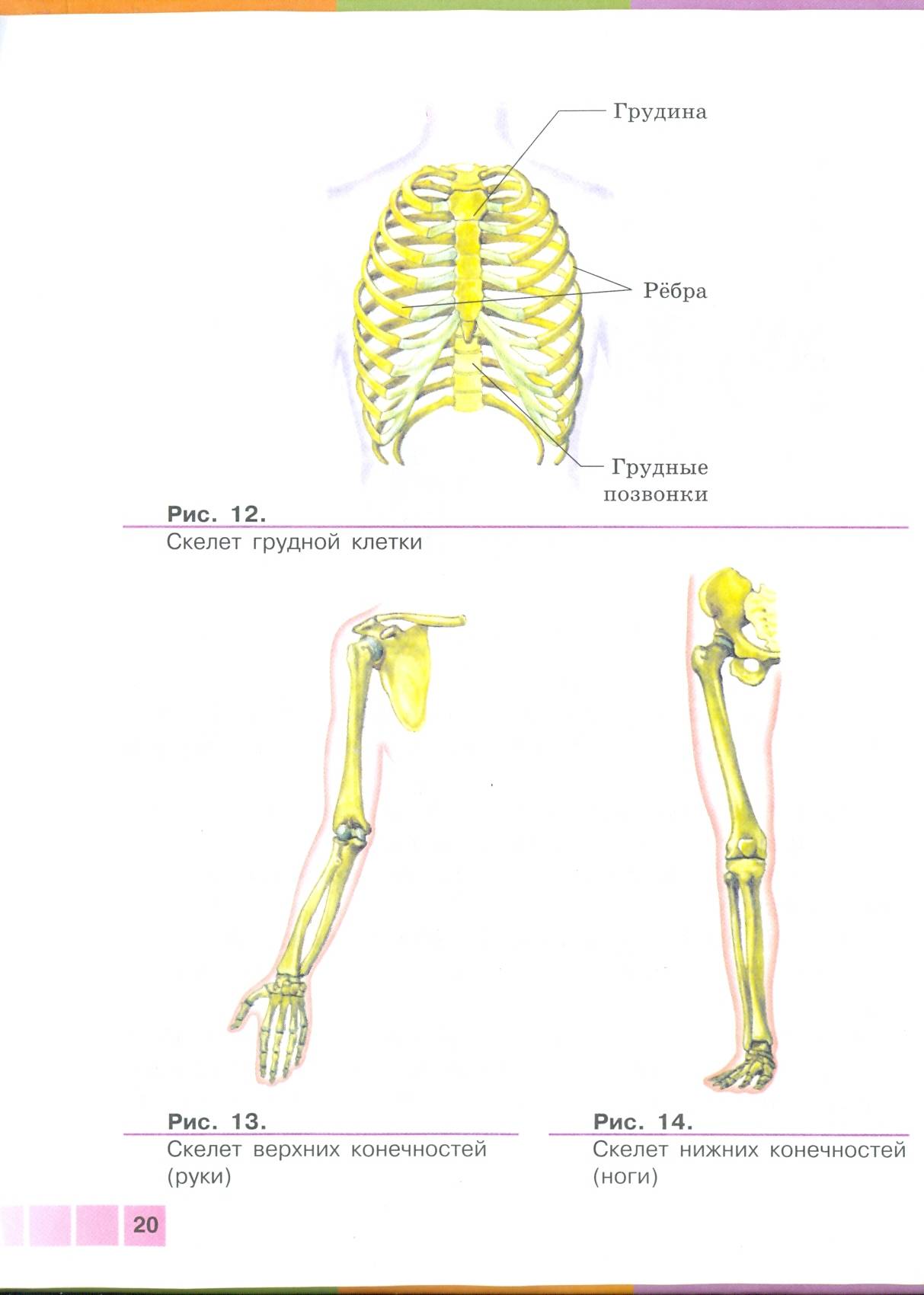 Задания по скелету. Скелет конечностей 8 класс биология. Скелет верхней конечности человека биология 8 класс. Задания по скелету человека. Конспект по биологии скелет человека.