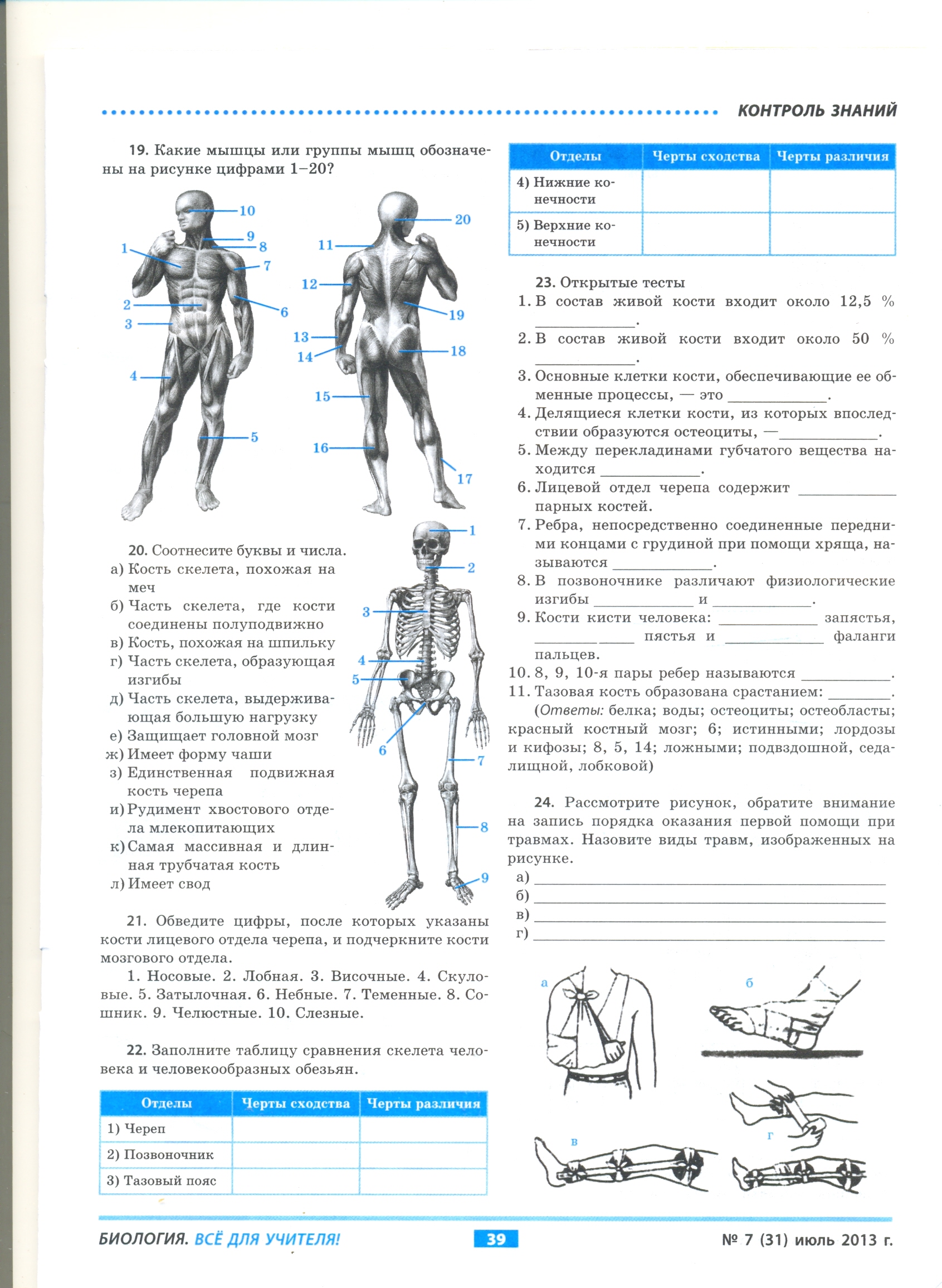 Урок по биологии для 8 класса по теме «Скелет человека»