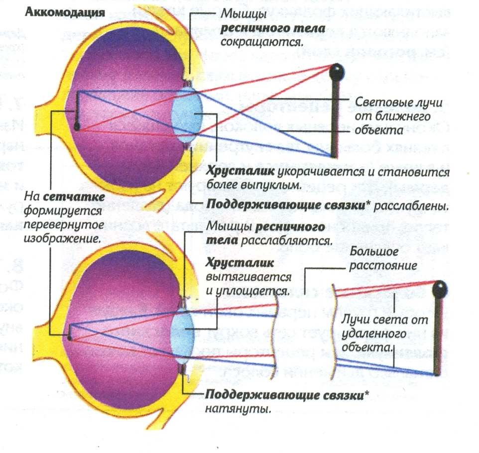Анатомия и физиология зрительного анализатора
