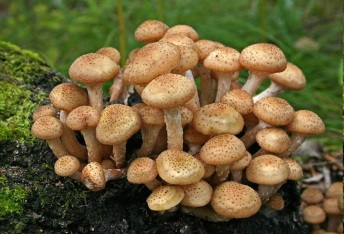 Тест по окружающему миру Растения и грибы. Окружающий мир 2 класс.