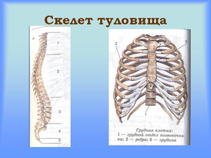 Тема урока: Отделы скелета.