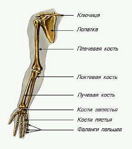 Тема урока: Отделы скелета.