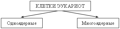 План-конспект урока по биологии №14