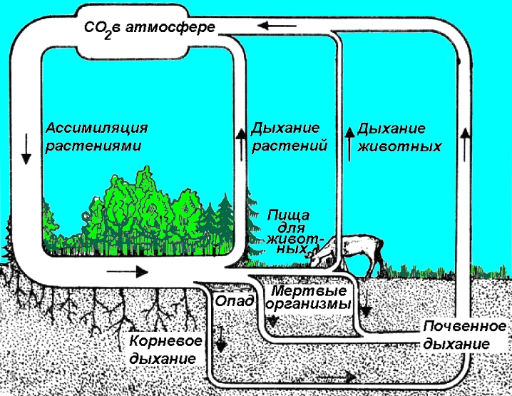 Последовательность этапов углерода. Круговорот со2 в природе схема. Почвенное дыхание. Круговорот углерода. Круговорот углерода бактерии.