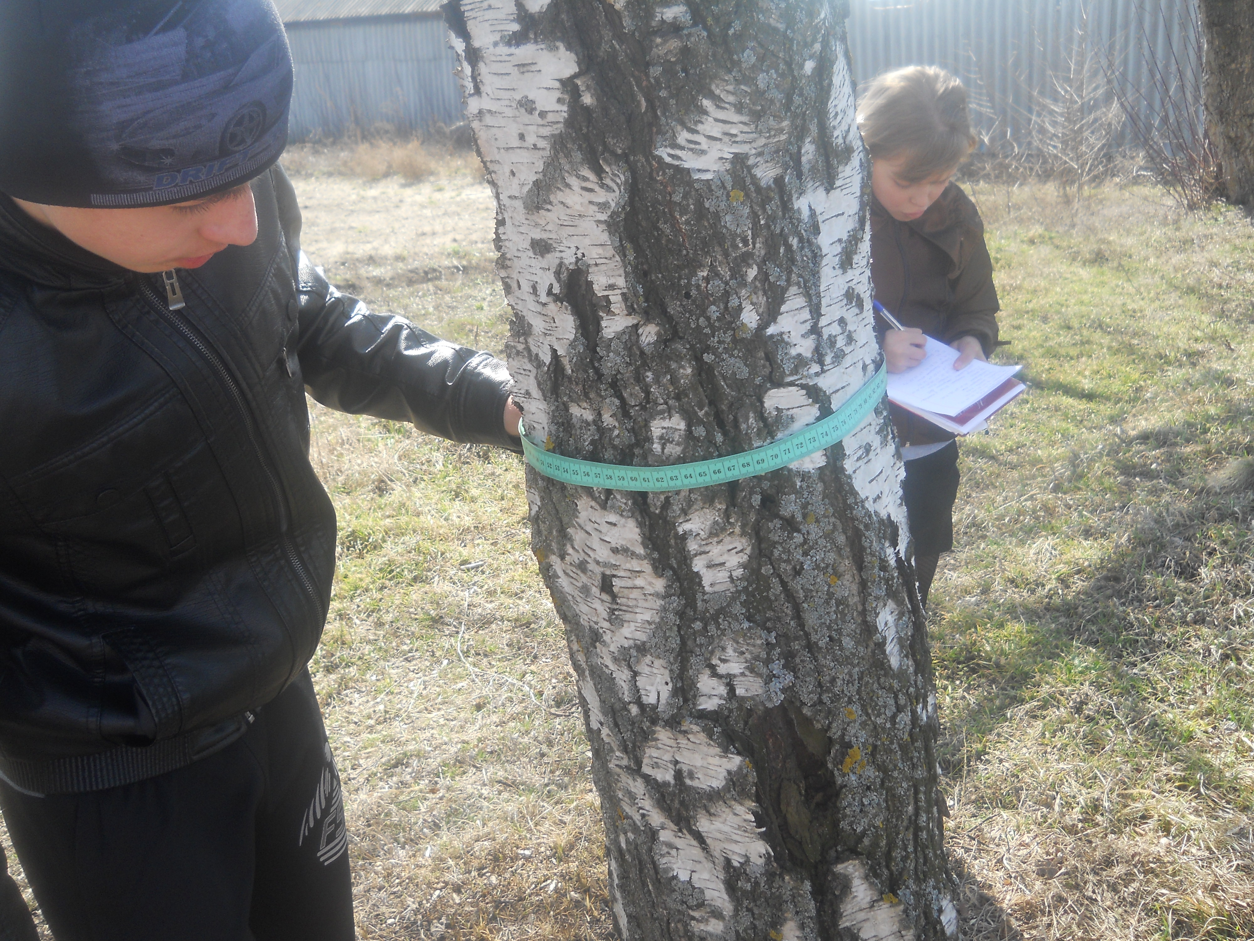 Проектная работа по биологии учеников 7 класса «Лихеноиндикационные исследования на территории поселка Новохоперский»