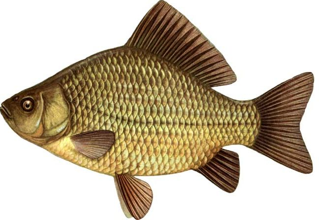 Конспект урока Рыбы(8 класс)