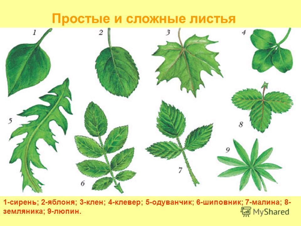 Контрольная работа №1 Органы цветковых растений