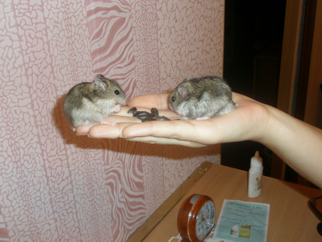 Исследовательская работа Тишка и мышка - мои хомяки