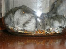Исследовательская работа Тишка и мышка - мои хомяки