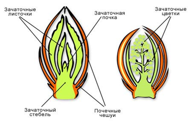 Рабочая программа по биологии УМК Пономарева ФГОС 6 класс