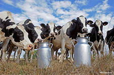 Конспект урока на тему Качество Кубань. Кубанская молочная продукция