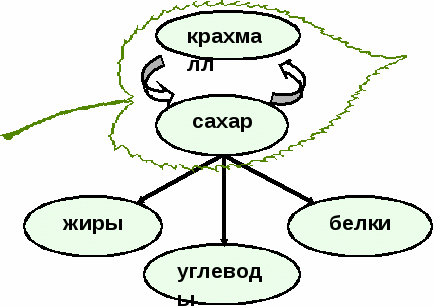 Урок биологии на тему Фотосинтез (6 класс)