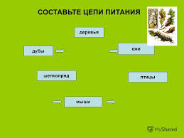 Рабочая программа для СПО по экологии