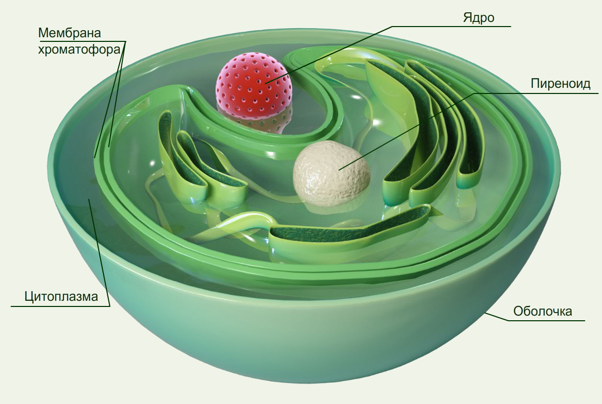 Chlorella vulgaris строение клетки. Пиреноид у хлореллы. Хлорелла водоросль клетка. Хлорелла строение. Клетка без воды