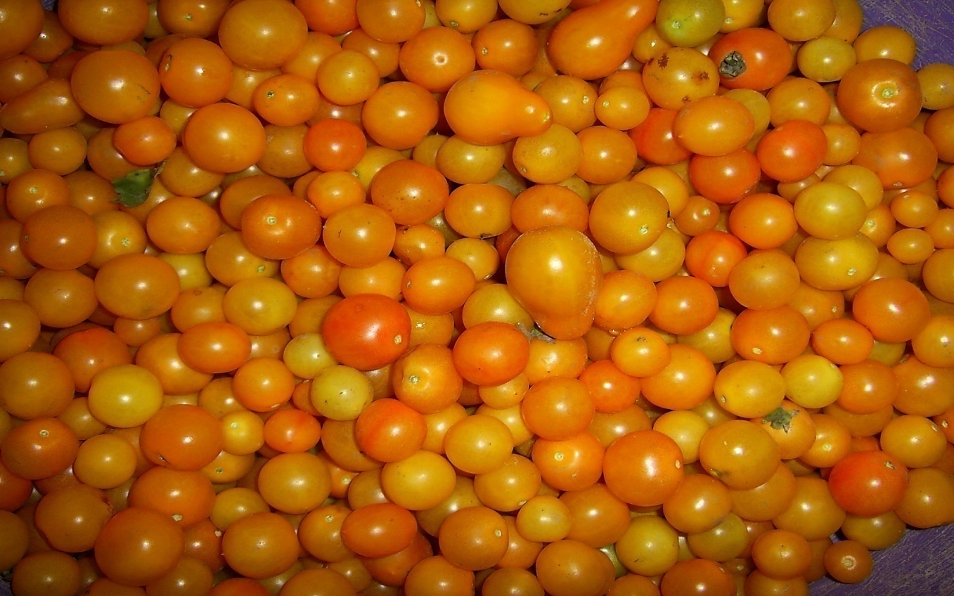 Исследовательская работа по выращиванию томатов черри