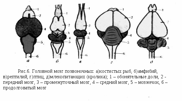 План урока на тему Нервная система