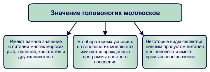 Урок биологии Класс головоногие моллюски