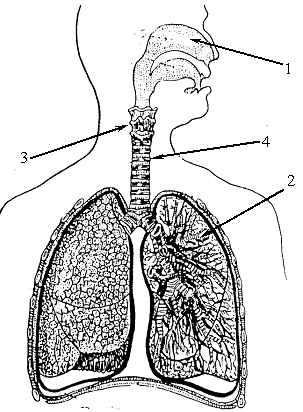 Тест по теме Дыхательная система человека