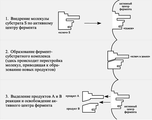 Методическая разработка по химии Ферменты