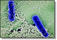 Технологическая карта Значение бактерий в природе и жизни человека
