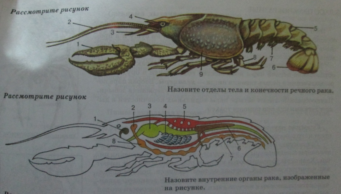 Рисунок внутреннее строение рака. Членистоногие ракообразные строение. Строение членистоногих 7 класс. Внешнее строение членистоногих 7 класс. Задание класс ракообразные.