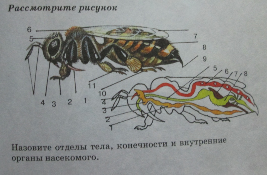 Биология тест класс насекомые. Строение членистоногих насекомых. Внутреннее строение насекомых. Внешнее строение насекомых. Класс насекомые строение.
