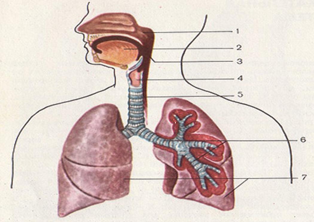 Дыхательная система биология 8. Дыхательная система органов дыхания рис 71. Дыхательная система органов дыхания рис 52. Обозначить органы дыхательной системы. Важность дыхательной системы.