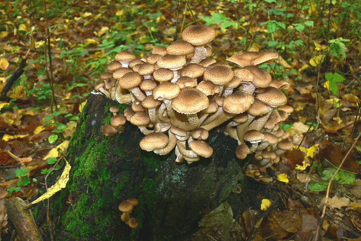 Урок на тему Общая характеристика грибов (6 класс)