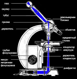 Устройство светового микроскопа. Материал для подготовки к уроку.