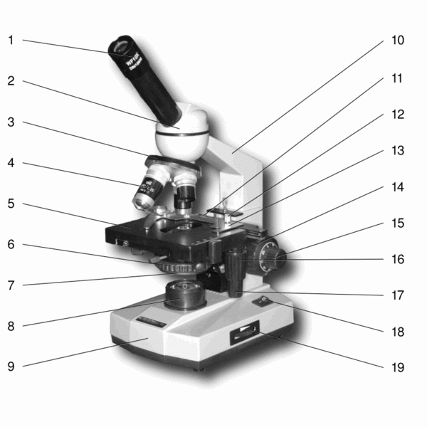 Устройство светового микроскопа. Материал для подготовки к уроку.