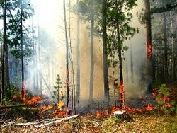«Роль пожаров в саморазвитии лесных экосистем»