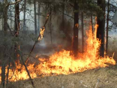 «Роль пожаров в саморазвитии лесных экосистем»