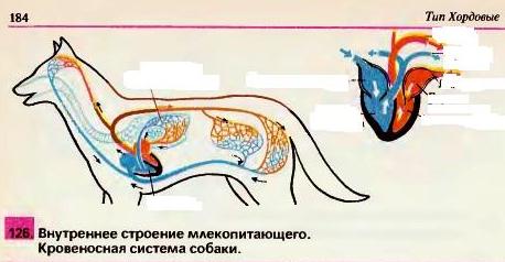 Конспект урока: «Внутреннее строение млекопитающих на примере домашней собаки»