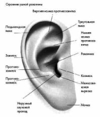 Открытое занятие Портрет бабушки