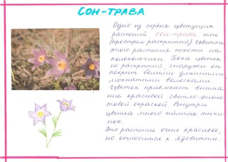 Проект Растения Пермского края